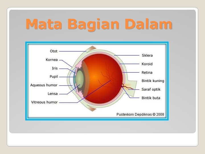 Mata Bagian Dalam 