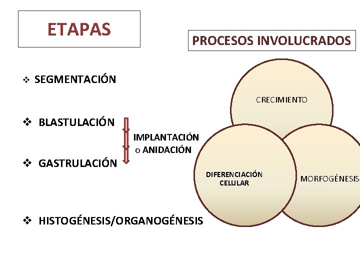ETAPAS v PROCESOS INVOLUCRADOS SEGMENTACIÓN CRECIMIENTO v BLASTULACIÓN v GASTRULACIÓN IMPLANTACIÓN o ANIDACIÓN v ETAPAS v PROCESOS INVOLUCRADOS SEGMENTACIÓN CRECIMIENTO v BLASTULACIÓN v GASTRULACIÓN IMPLANTACIÓN o ANIDACIÓN v