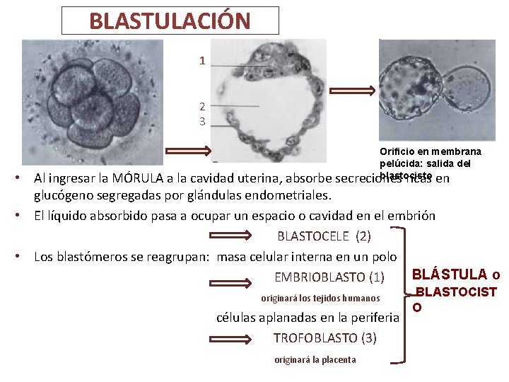 BLASTULACIÓN 1 2 3 • Al ingresar la MÓRULA a la cavidad uterina, absorbe