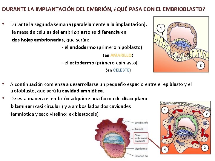 DURANTE LA IMPLANTACIÓN DEL EMBRIÓN, ¿QUÉ PASA CON EL EMBRIOBLASTO? • Durante la segunda