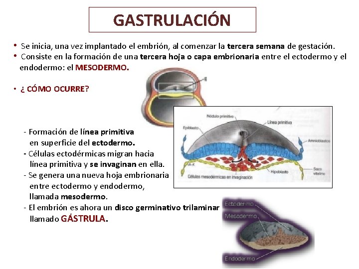 GASTRULACIÓN • Se inicia, una vez implantado el embrión, al comenzar la tercera semana GASTRULACIÓN • Se inicia, una vez implantado el embrión, al comenzar la tercera semana