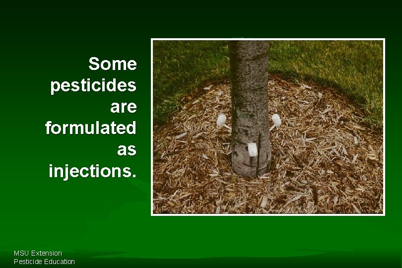 Some pesticides are formulated as injections. MSU Extension Pesticide Education 