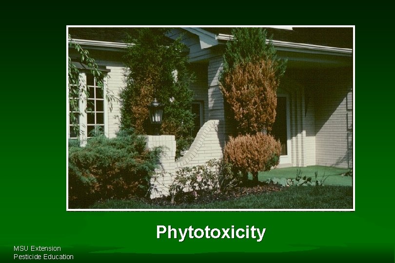 Phytotoxicity MSU Extension Pesticide Education 