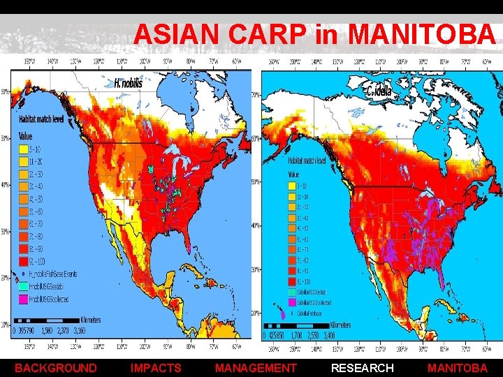 ASIAN CARP in MANITOBA Limitations to Distribution Northwards Nutrient, habitat & temperature thresholds Food