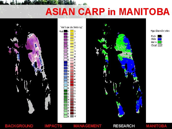 ASIAN CARP in MANITOBA Implications of Climate Change Climate change predictions plus anthropogenic eutrophication