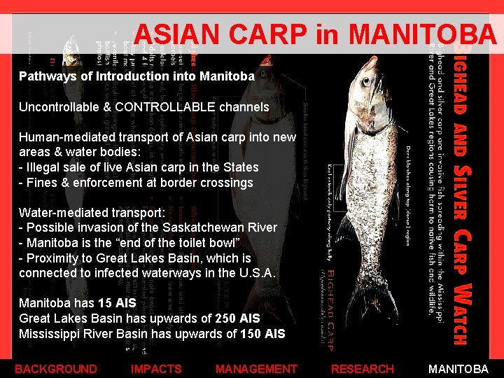 ASIAN CARP in MANITOBA Pathways of Introduction into Manitoba Uncontrollable & CONTROLLABLE channels Human-mediated