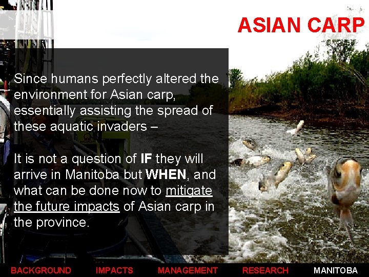 ASIAN CARP Since humans perfectly altered the environment for Asian carp, essentially assisting the