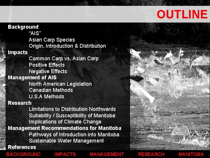 OUTLINE Background “AIS” Asian Carp Species Origin, Introduction & Distribution Impacts Common Carp vs.