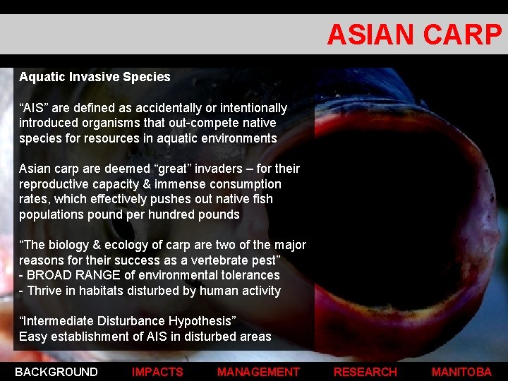 ASIAN CARP Aquatic Invasive Species “AIS” are defined as accidentally or intentionally introduced organisms