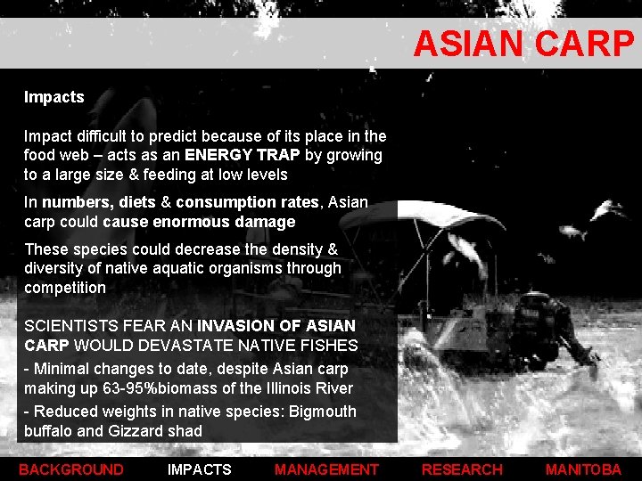 ASIAN CARP Impacts Impact difficult to predict because of its place in the food