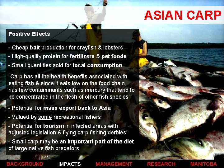 ASIAN CARP Positive Effects - Cheap bait production for crayfish & lobsters - High-quality