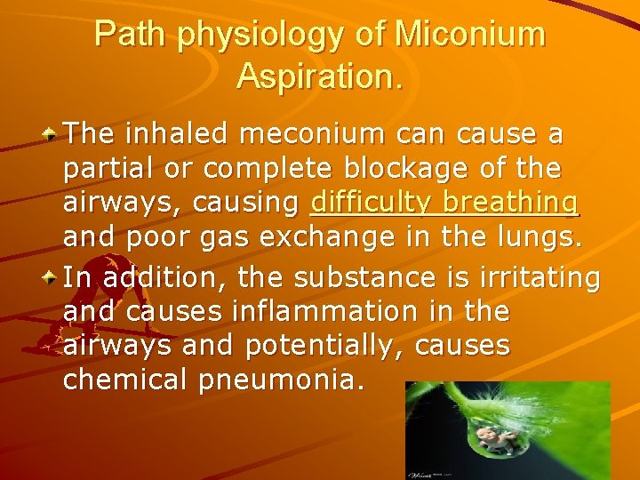 Path physiology of Miconium Aspiration. The inhaled meconium can cause a partial or complete
