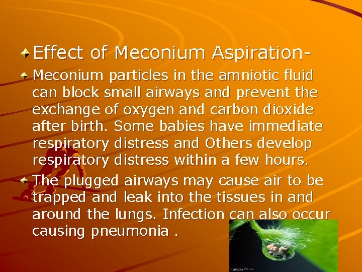 Effect of Meconium Aspiration. Meconium particles in the amniotic fluid can block small airways