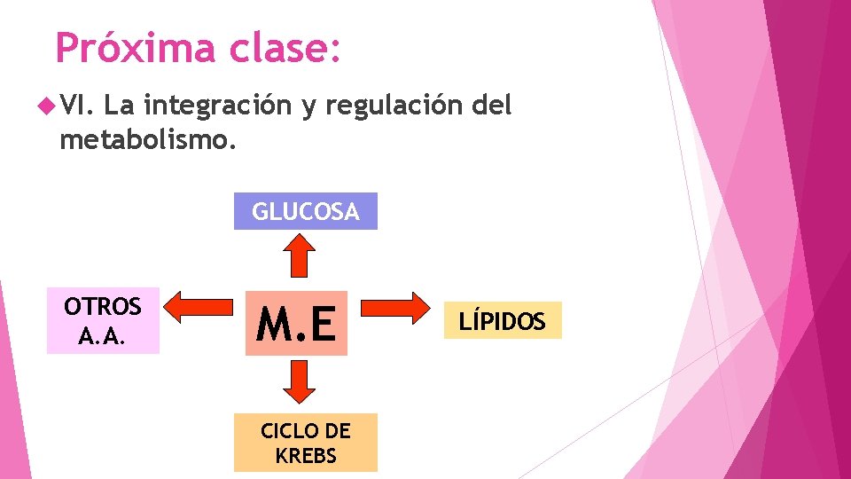 Próxima clase: VI. La integración y regulación del metabolismo. GLUCOSA OTROS A. A. M.