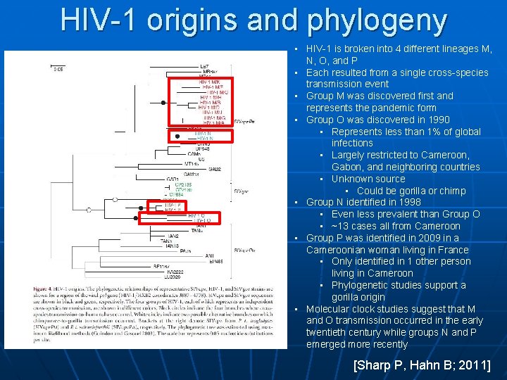 HIV-1 origins and phylogeny • HIV-1 is broken into 4 different lineages M, N,