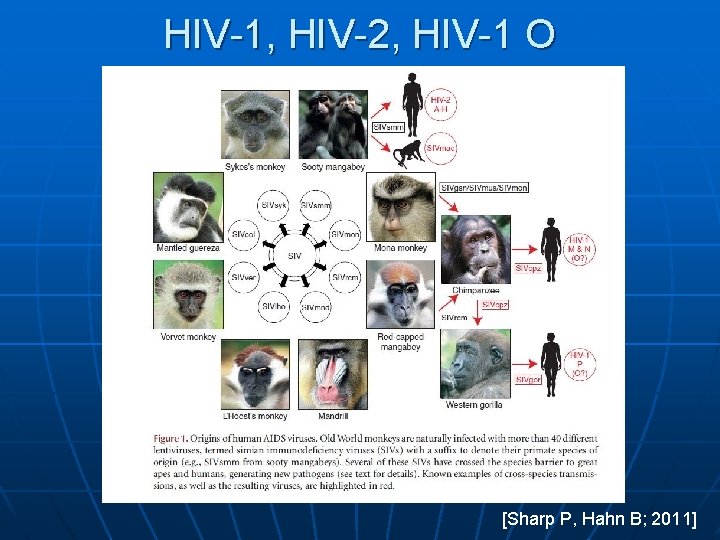 HIV-1, HIV-2, HIV-1 O [Sharp P, Hahn B; 2011] 