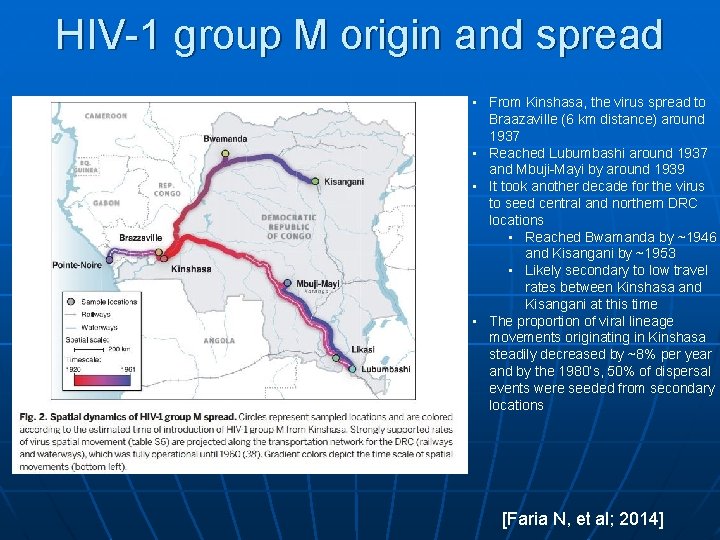 HIV-1 group M origin and spread • From Kinshasa, the virus spread to Braazaville