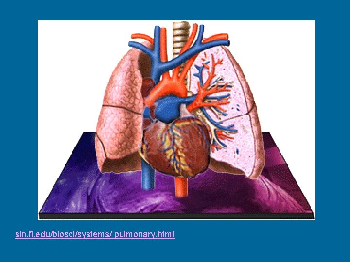 sln. fi. edu/biosci/systems/ pulmonary. html 