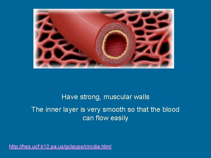 Have strong, muscular walls The inner layer is very smooth so that the blood