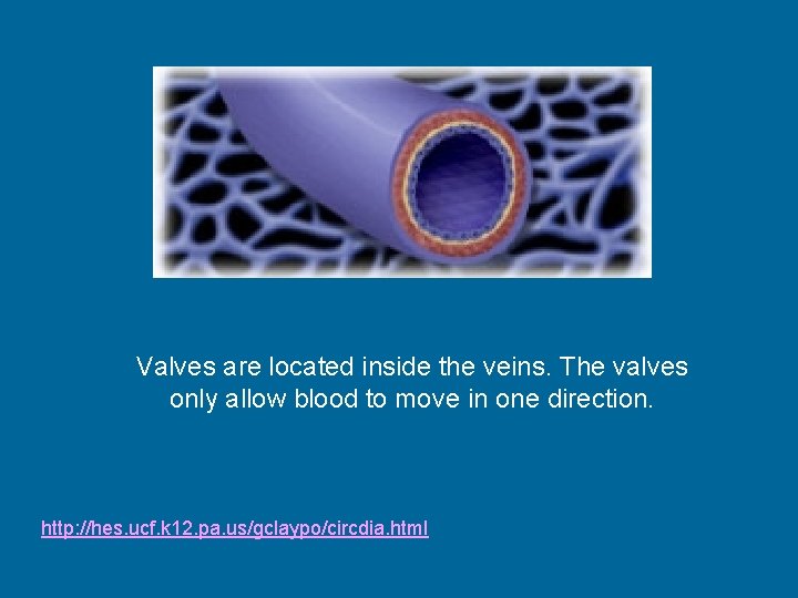 Valves are located inside the veins. The valves only allow blood to move in