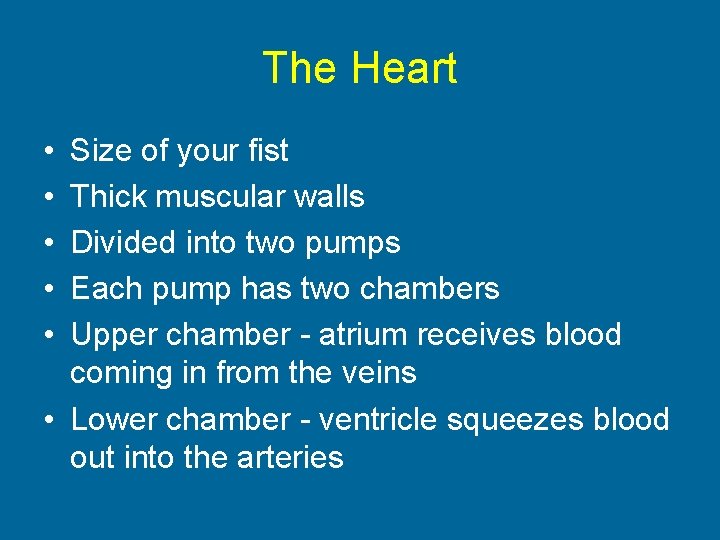 The Heart • • • Size of your fist Thick muscular walls Divided into