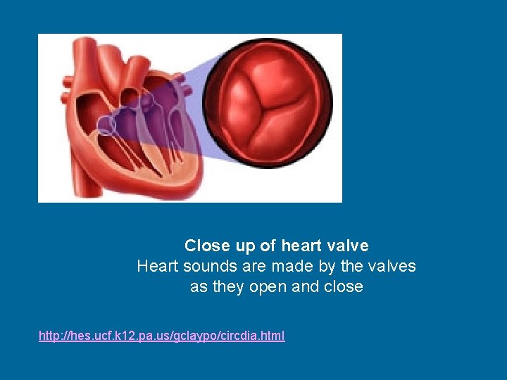 Close up of heart valve Heart sounds are made by the valves as they