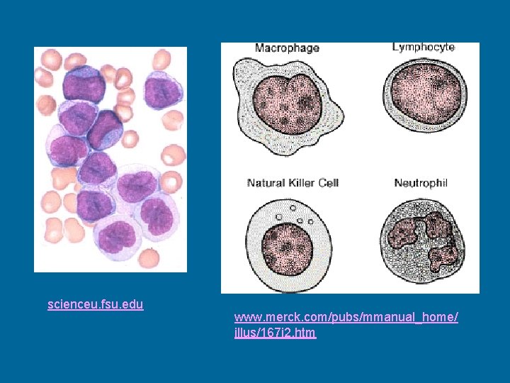 scienceu. fsu. edu www. merck. com/pubs/mmanual_home/ illus/167 i 2. htm 
