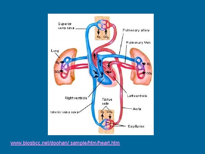 www. biosbcc. net/doohan/ sample/htm/heart. htm 