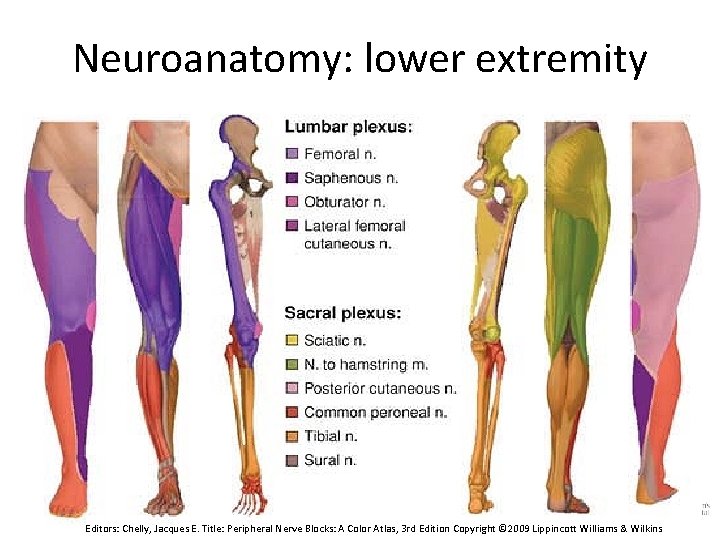 Neuroanatomy: lower extremity Editors: Chelly, Jacques E. Title: Peripheral Nerve Blocks: A Color Atlas,