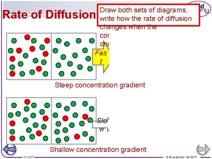 Draw both sets of diagrams, write how the rate of diffusion changes when the