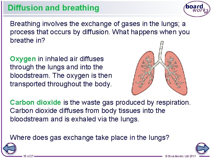 Diffusion and breathing Breathing involves the exchange of gases in the lungs; a process