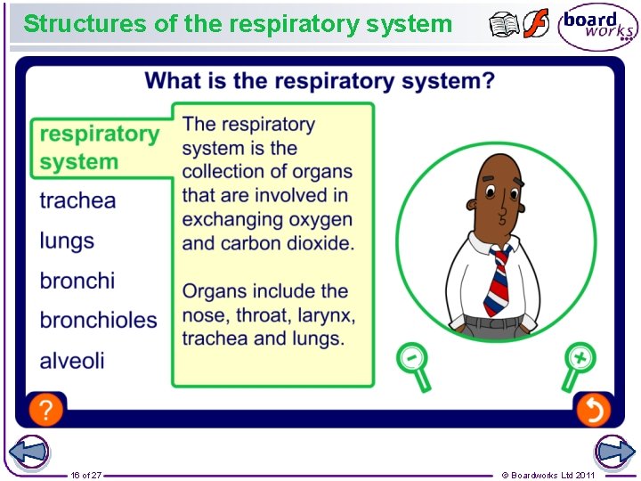 Structures of the respiratory system 16 of 27 © Boardworks Ltd 2011 
