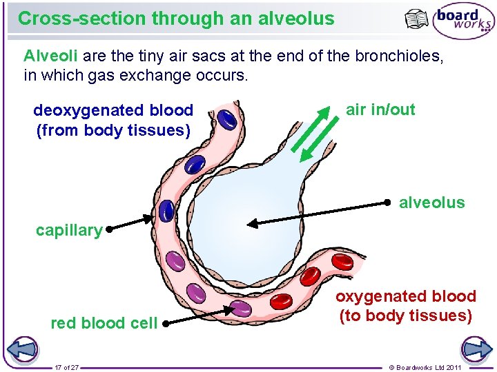 Cross-section through an alveolus Alveoli are the tiny air sacs at the end of