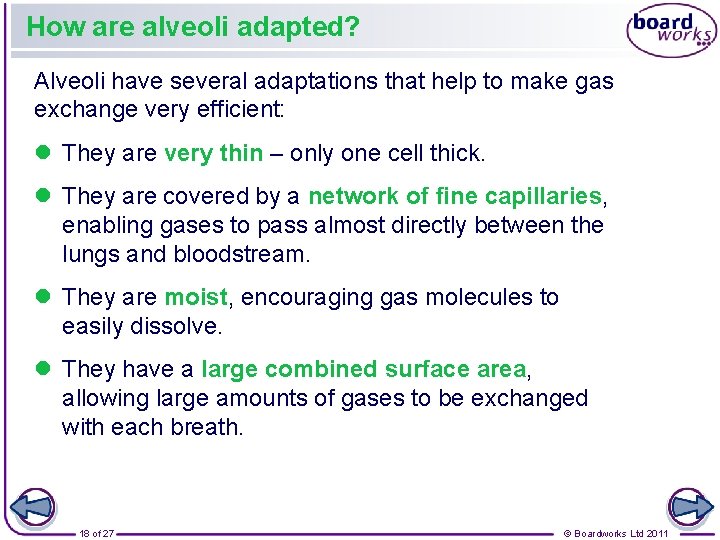 How are alveoli adapted? Alveoli have several adaptations that help to make gas exchange
