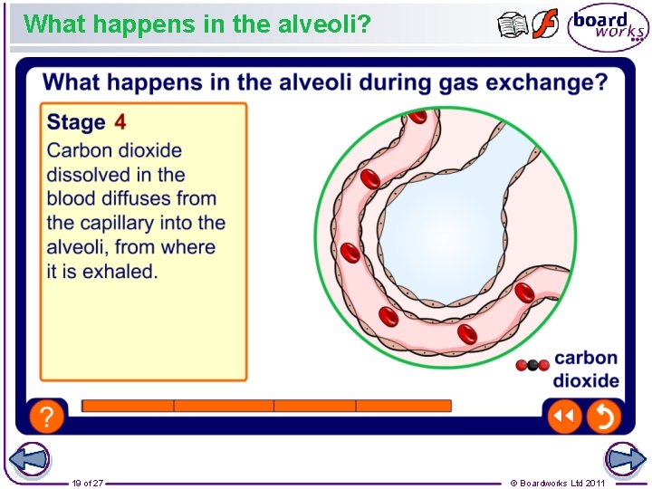 What happens in the alveoli? 19 of 27 © Boardworks Ltd 2011 