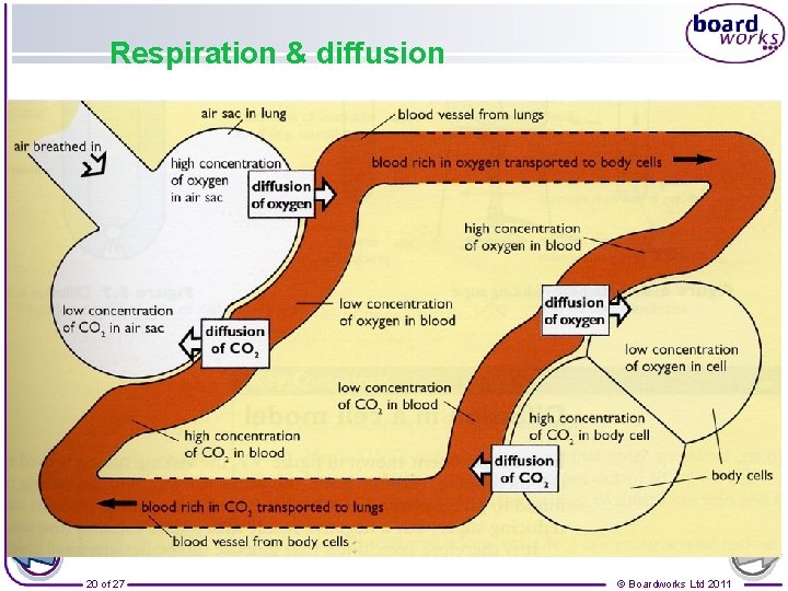 Respiration & diffusion 20 of 27 © Boardworks Ltd 2011 
