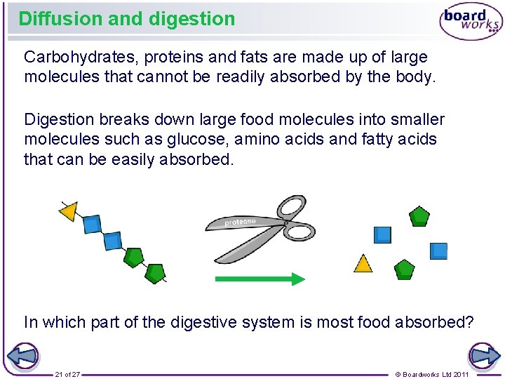 Diffusion and digestion Carbohydrates, proteins and fats are made up of large molecules that