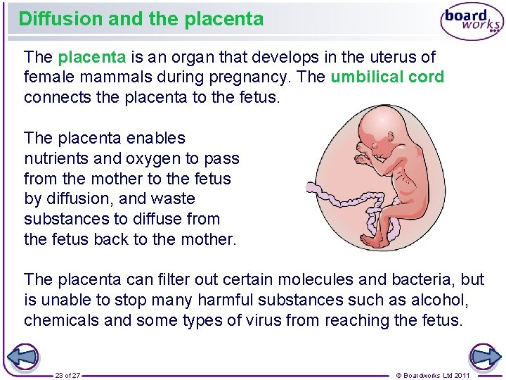 Diffusion and the placenta The placenta is an organ that develops in the uterus