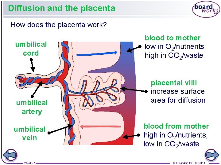 Diffusion and the placenta How does the placenta work? umbilical cord umbilical artery umbilical