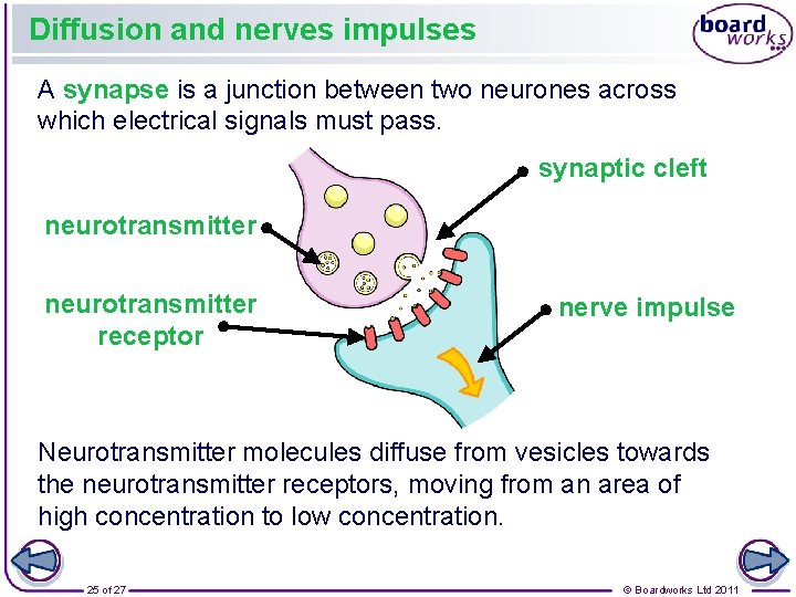 Diffusion and nerves impulses A synapse is a junction between two neurones across which