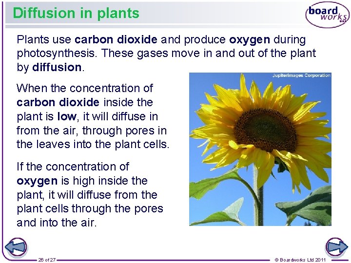 Diffusion in plants Plants use carbon dioxide and produce oxygen during photosynthesis. These gases