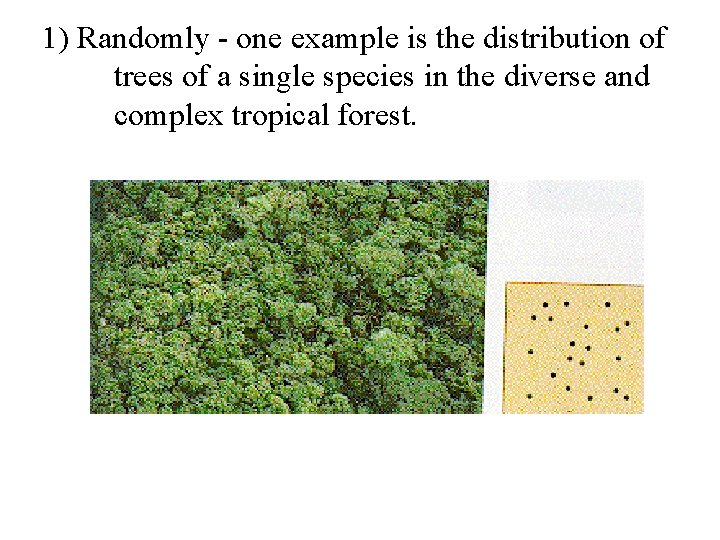 1) Randomly - one example is the distribution of trees of a single species