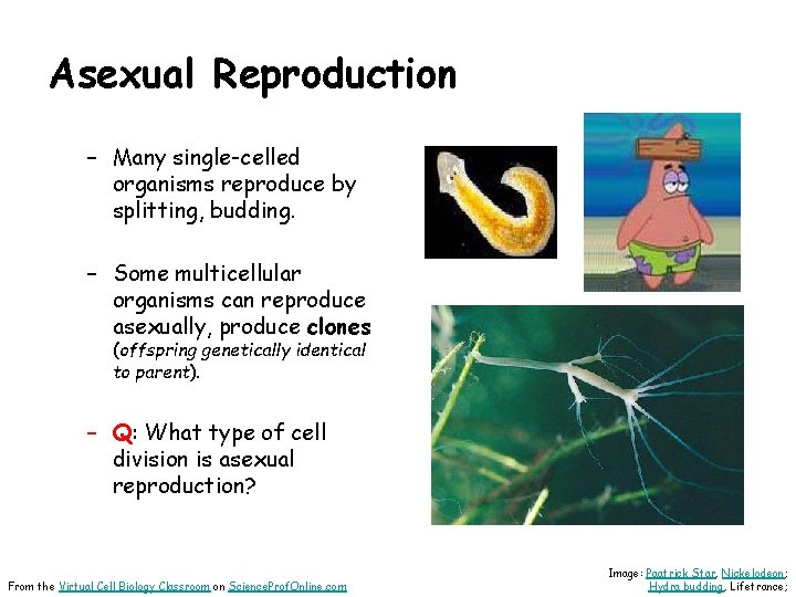 Asexual Reproduction – Many single-celled organisms reproduce by splitting, budding. – Some multicellular organisms