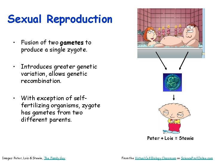 Sexual Reproduction • Fusion of two gametes to produce a single zygote. • Introduces