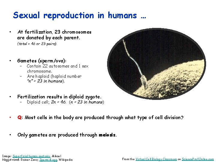 Sexual reproduction in humans … • At fertilization, 23 chromosomes are donated by each