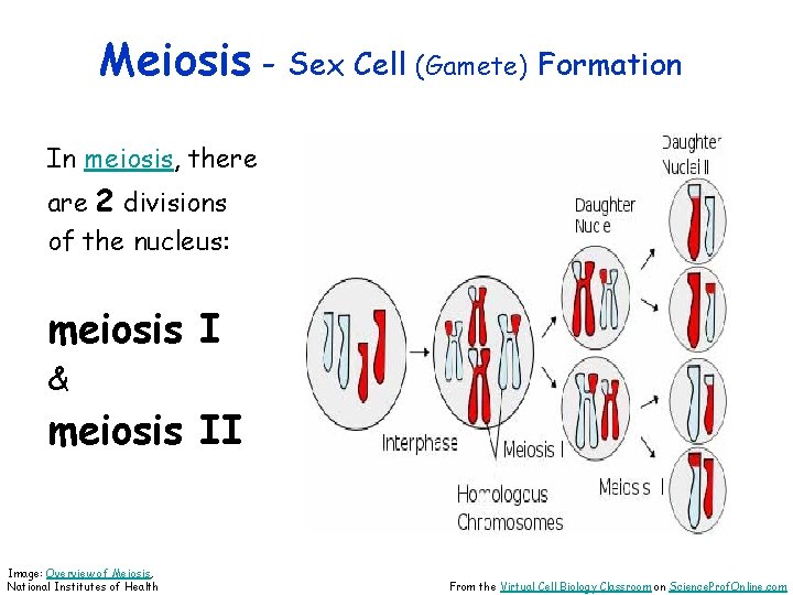 Meiosis - Sex Cell (Gamete) Formation In meiosis, there are 2 divisions of the