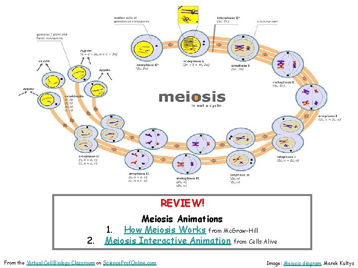 REVIEW! 2. Meiosis Animations 1. How Meiosis Works from Mc. Graw-Hill Meiosis Interactive Animation