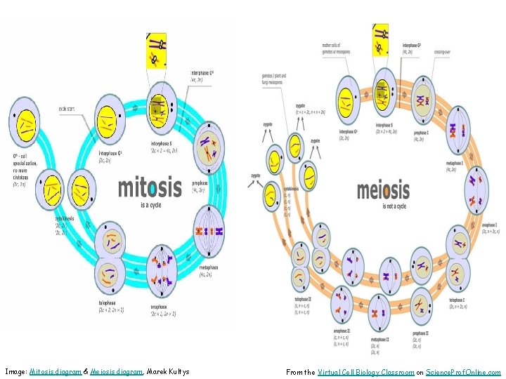 Image: Mitosis diagram & Meiosis diagram, Marek Kultys From the Virtual Cell Biology Classroom