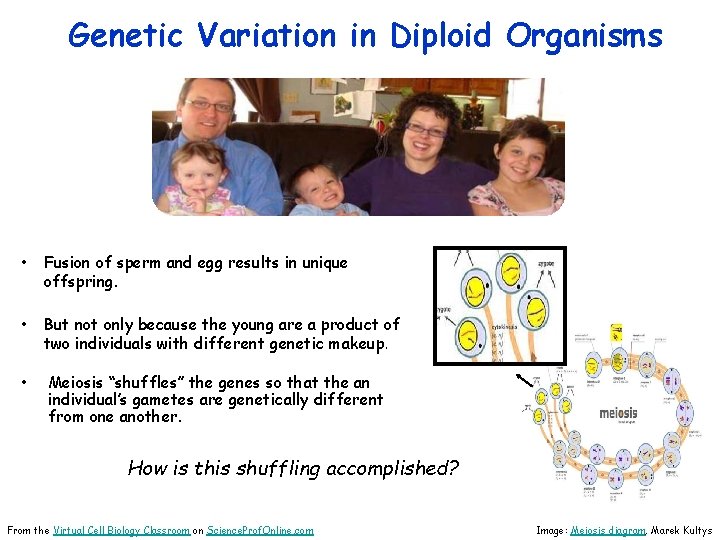 Genetic Variation in Diploid Organisms • Fusion of sperm and egg results in unique