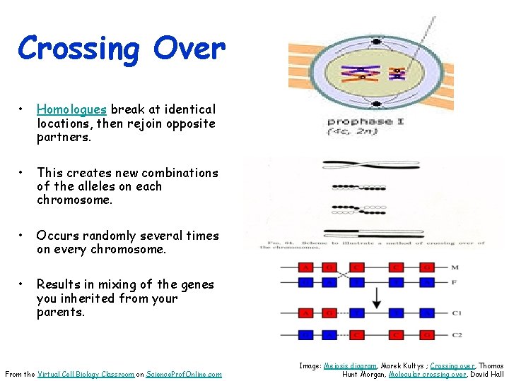 Crossing Over • Homologues break at identical locations, then rejoin opposite partners. • This